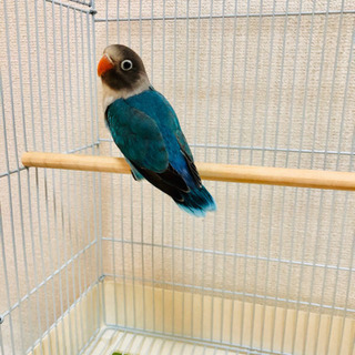ボタンインコ