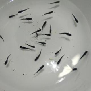 オロチ鰭長