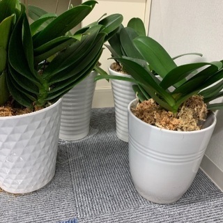 胡蝶蘭 植木鉢