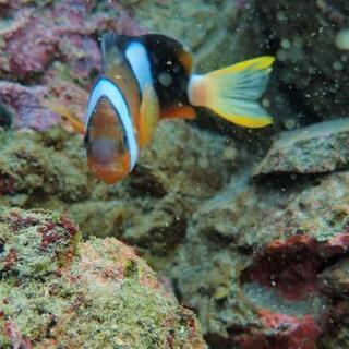 ダイビング仲間募集中🐠🐚🌊