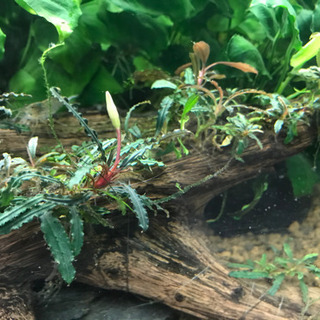 ブセファランドラ sp 42センチ流木　花咲きます。
