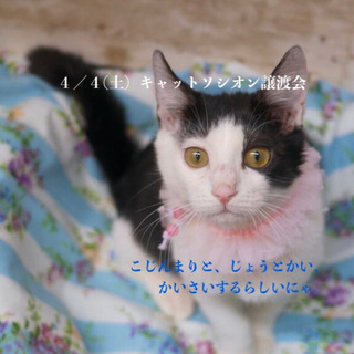  ＊子猫・中猫・成猫・譲渡会＊一時預かりボランティアさん募集説明会