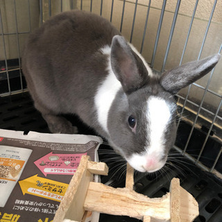 うさぎ飼って頂ける方