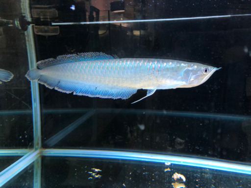 ブラックアロワナ 40cm前後