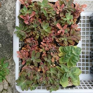 多肉植物  アロマティカスとボルドジンユ