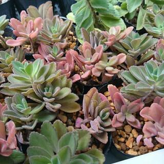 多肉植物  アロマティカスとボルドジンユの画像