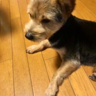 柴とヨーキーのミックス