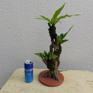 オオタニワタリの画像