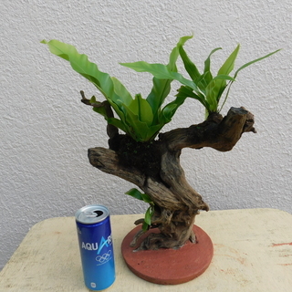 オオタニワタリの画像