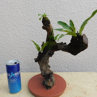 オオタニワタリの画像