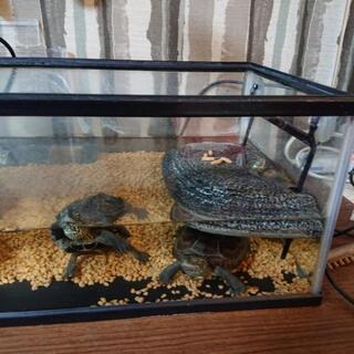亀三匹あげます。水槽ｾｯﾄ、餌1ヶ月付