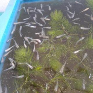 メダカmix