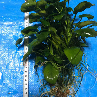 【お話中】アヌビアス縦約30センチ横20センチ 一品もの水草