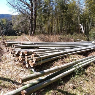 孟宗竹１ｍ分１本　お正月の門松作り　鹿威し　竹資材　農業用支柱に