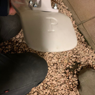ペニー　白の画像