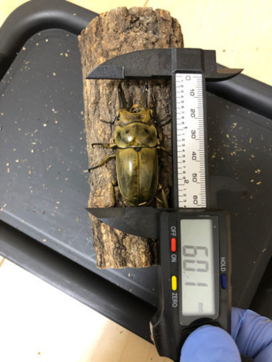 ババオウゴンオニクワガタ　ペア
