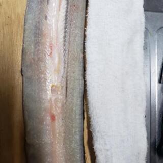 近場でウナギ釣れる場所有りますか？ - 友達