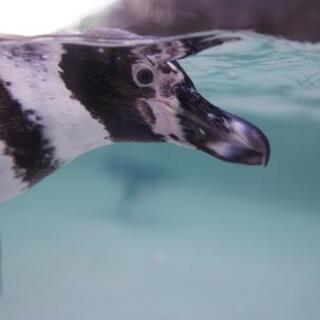 水族館仲間募集中🐧 - 新宿区