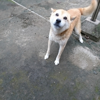 元気な男の子です！ - 犬