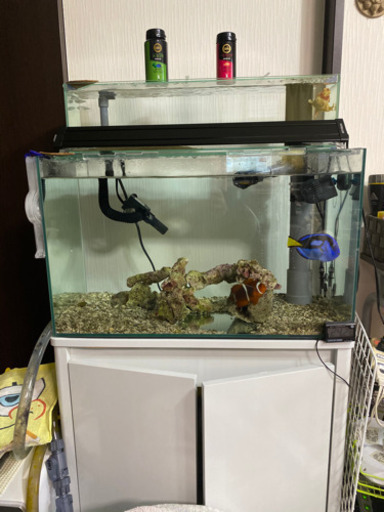 海水魚、水槽、その他、引き取り限定、バラ売りしませんが、60cm水槽セットと30cm水槽セットごとでは、売ります。値段は、説明文最後です。