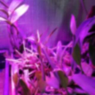 パキポディウム、洋ランなど、植物色々お譲り先を探していまの画像