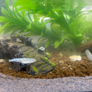 メダカ・観賞魚用ヒーター探してます