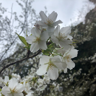 ４月お寺ヨガメンバー募集@宇土西念寺 - 宇土市