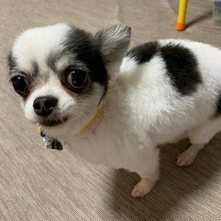 チワワ4歳♀里親さん探してます