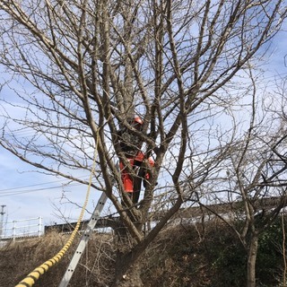 チェンソー有資格者　伐採・草刈り　処分までワンストップ　 - 地元のお店