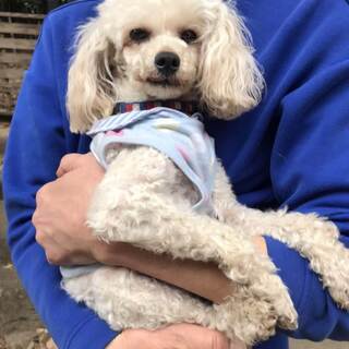 8歳のトイプードル♀の里親募集 - 犬