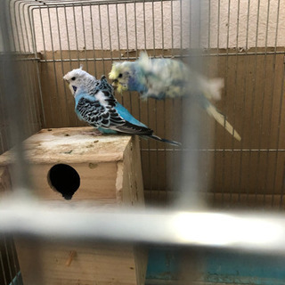 羽衣セキセイインコペア