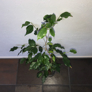 ベンジャミン 水耕栽培 100cm インテリア 観葉植物の画像