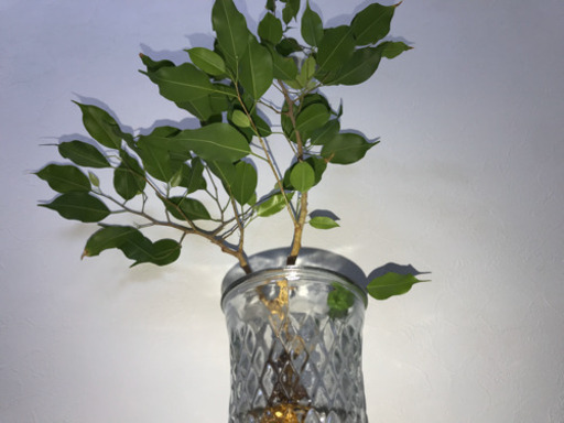 ベンジャミン 水耕栽培 100cm インテリア 観葉植物