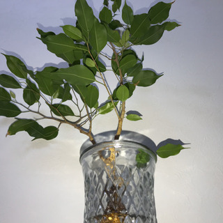 ベンジャミン 水耕栽培 100cm インテリア 観葉植物の画像