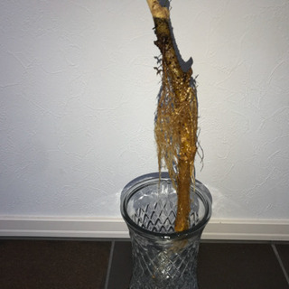 ベンジャミン 水耕栽培 100cm インテリア 観葉植物の画像