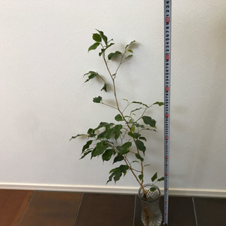 ベンジャミン 水耕栽培 100cm インテリア 観葉植物の画像