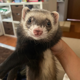 フェレット