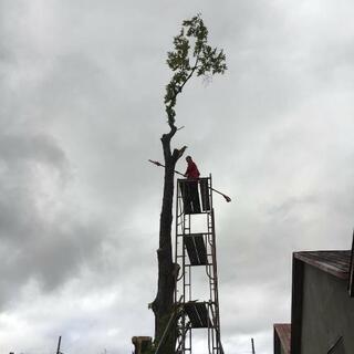 伐採、枝根、枝払い作業致します！ − 北海道