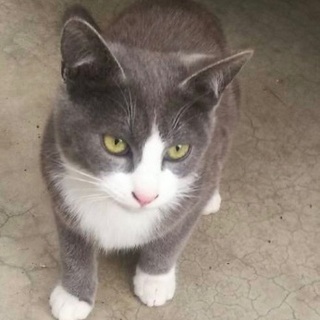 ☆子猫の里親募集　グレーのハチワレイケメン男子☆④里親様決定！