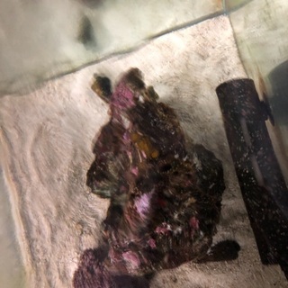 ライブロックの画像