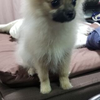 ポメラニアンを飼っている方
