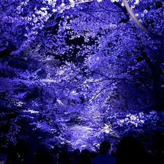 高田の桜 撮影