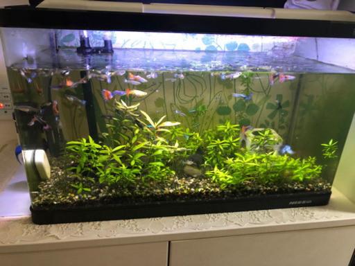 Nisso 水槽+熱帯魚