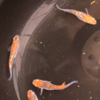 めだか　　夜桜　幼魚　5匹　　必ず返信しますの画像