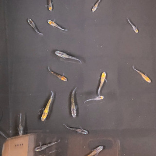 めだか　　夜桜　幼魚　5匹　　必ず返信しますの画像