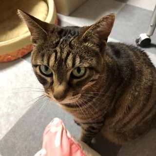 推定8才のメス猫です。