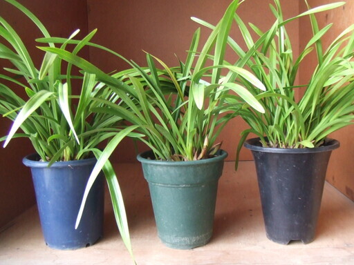 金稜辺花芽鉢３鉢　日本蜜蜂の誘引蘭　３鉢まとめてお譲りします