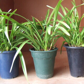 金稜辺花芽鉢3鉢 日本蜜蜂の誘引蘭 3鉢まとめて