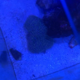 スターポリプの画像