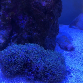 スターポリプの画像